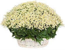 Цветочная композиция из Ромашки в корзине #REPLACE_PRED# Лучегорске